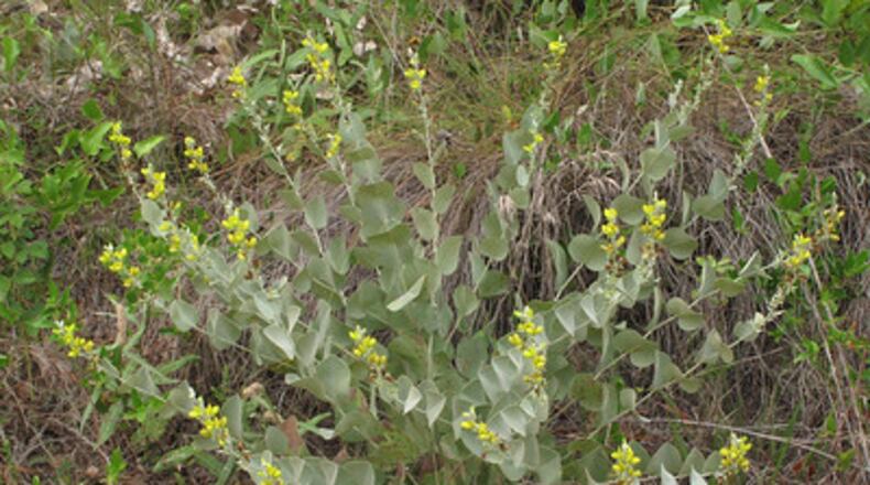 Hairy Rattleweed is one of the state’s rarest plants. It will be protected and restored through a recent land conservation effort in Wayne and Brantley counties.