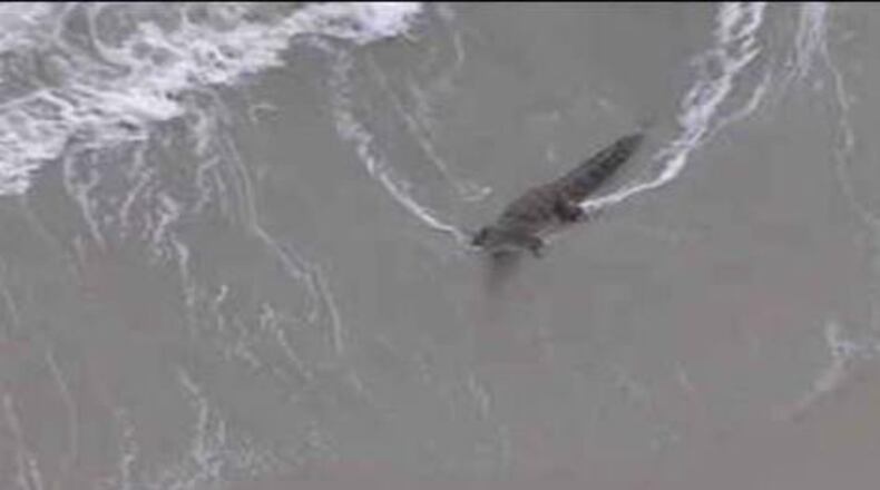 A crocodile was spotted Monday on Hollywood, Florida beach. (Photo: WFTV.com)