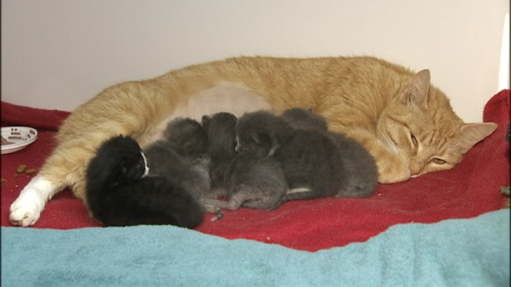 IMAGES: Kittens found in trash bag