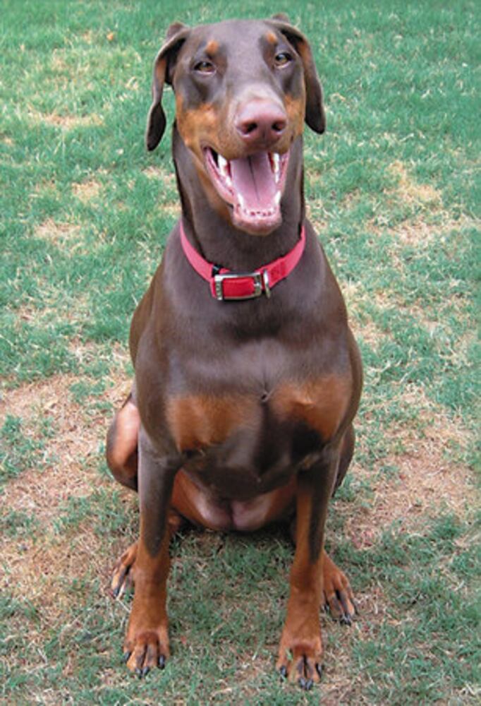 T.G.I.F.: Atlanta's Smiling Pets 54