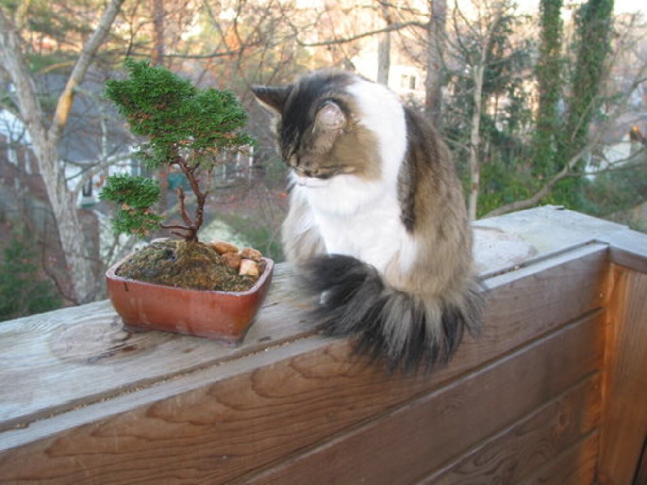Cats Rule: Atlanta's Pampered Felines