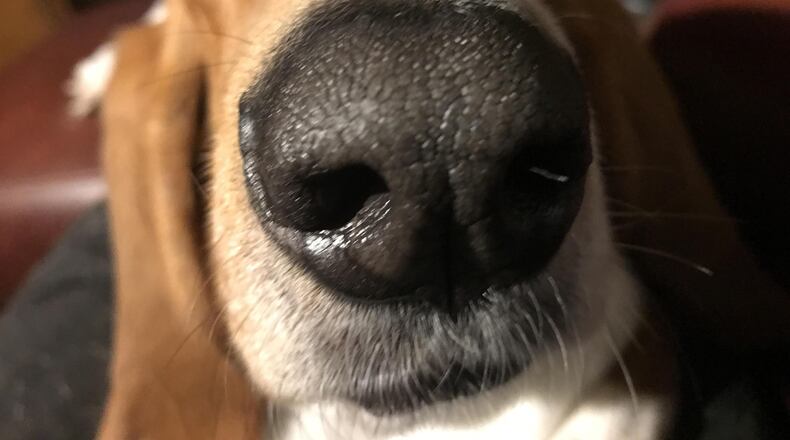 A dog found on the streets of Houston during Hurricane Harvey has a new role at a San Antonio rehab center.