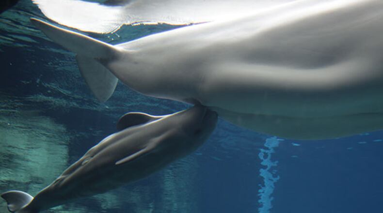 The beluga whale calf born May 10 at the Georgia Aquarium has died.