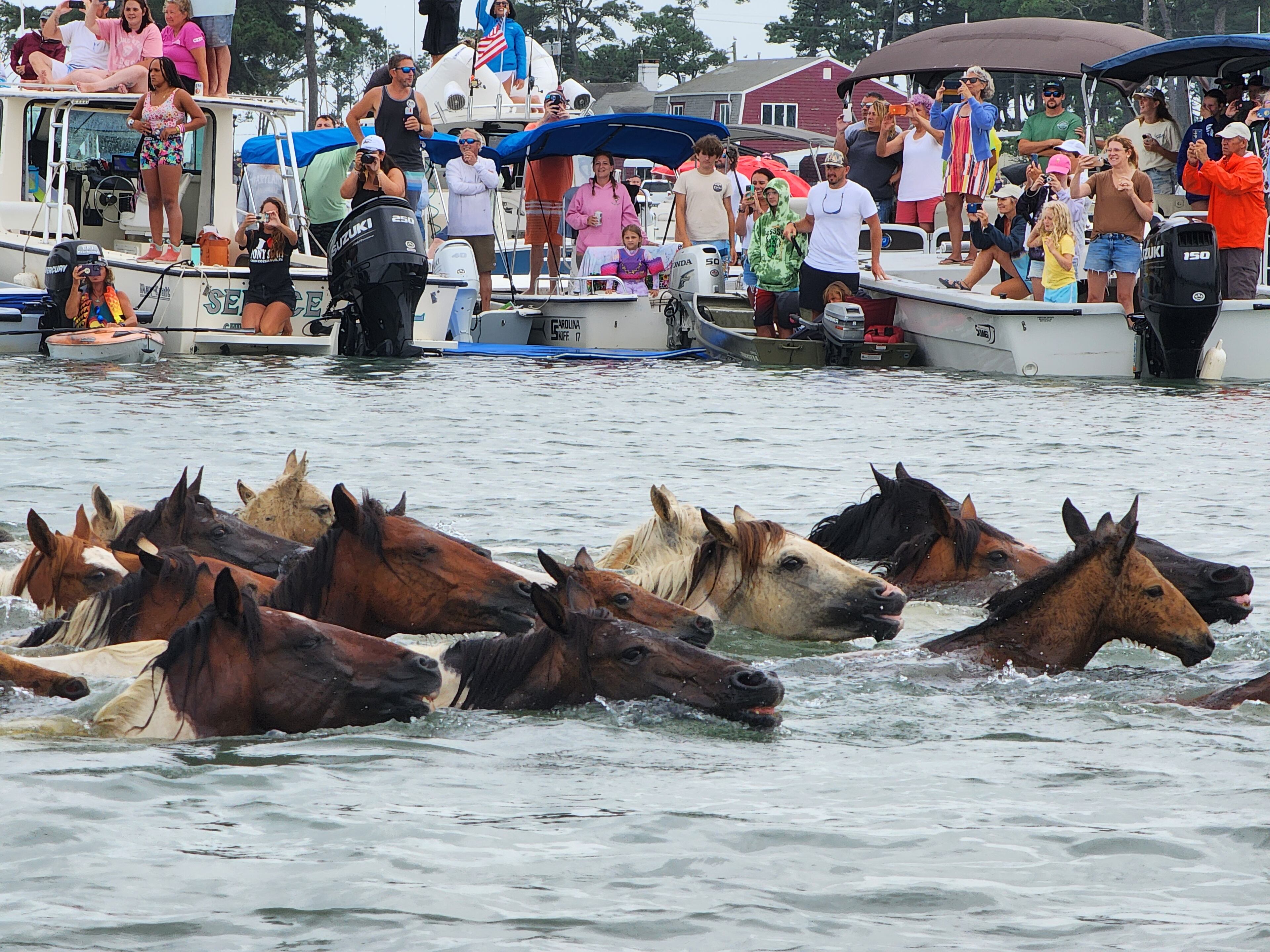 The annual Chincoteague Island Pony Swim turns 100. Chincoteague Chamber of Commerce