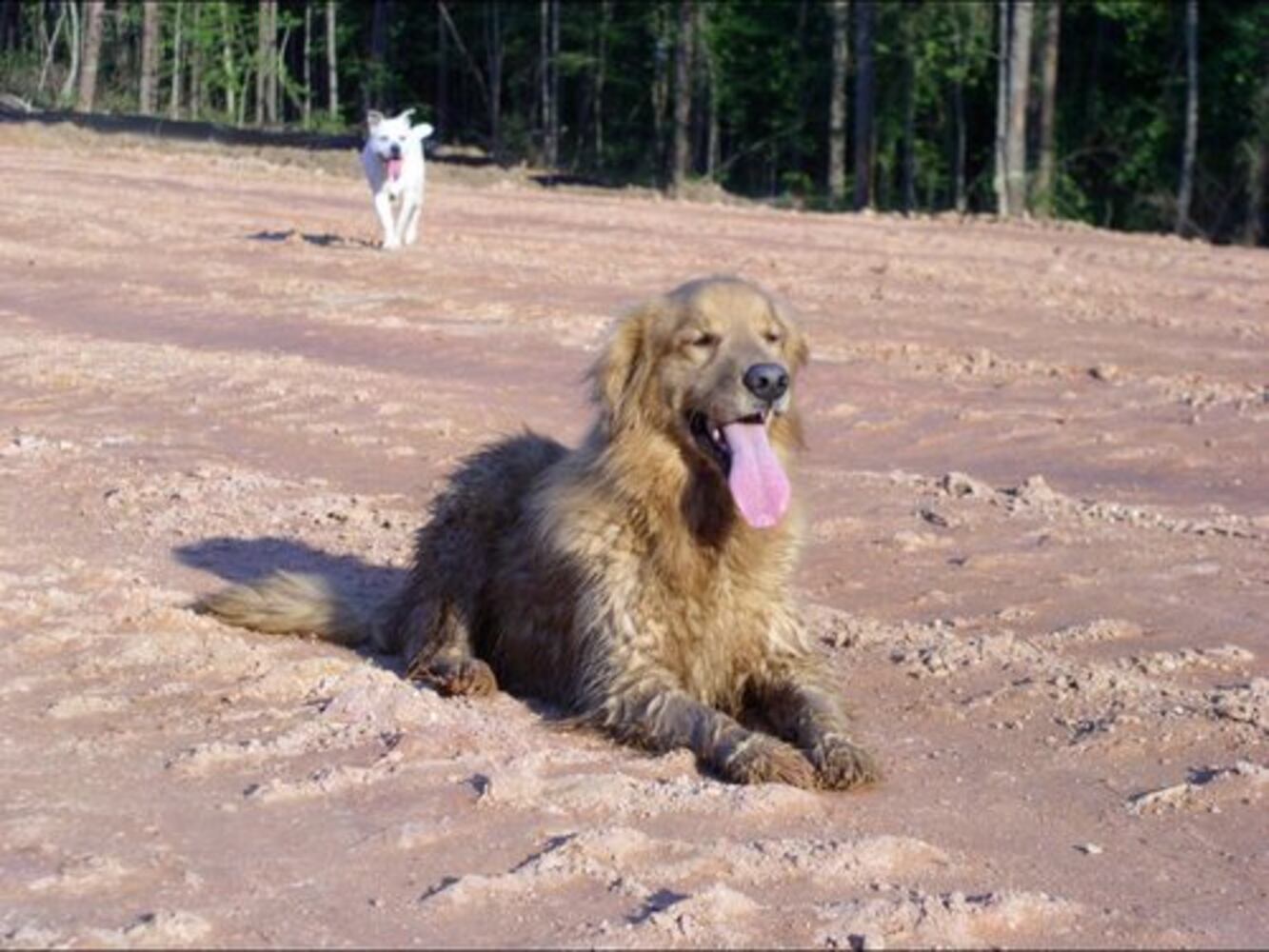 Atlanta's Top Dogs: 2. Golden Retrievers
