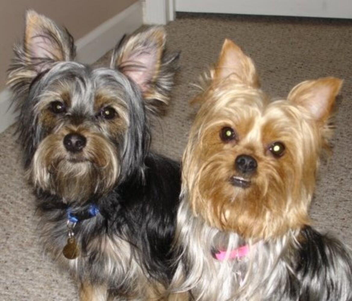 T.G.I.F.: Atlanta's Smiling Pets
