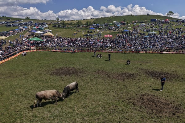 An aerial view of bulls fighting during the bullfight competitions in Bijelo Polje, Bosnia, Sunday, May 11, 2025. (AP Photo/Armin Durgut)