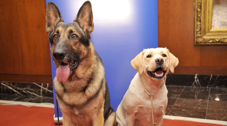 NEW YORK, NY - FEBRUARY 28: Commander, a German Shepherd (L) and Brookly's Bella Luna, Labrador Retriever attend as American Kennel Club announces Most Popular Dogs in the U.S. at American Kennel Club Offices on February 28, 2012 in New York City. For the 25th consecutive year, the Labrador Retriever is at the top of the AKC Most Popular Dogs list. The German Shepherd is number two on the list. (Photo by Gary Gershoff/Getty Images for AKC)
