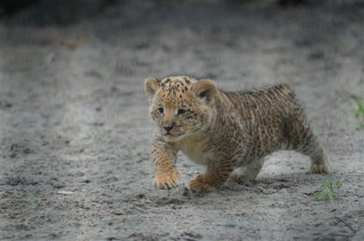 Liliger cub