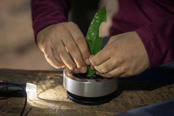 Researcher Joao Paulo analyzes humidity of a tree's leaves as part of the Esecaflor project in the Caxiuana National Forest, Para state, Brazil, Thursday, March 20, 2025. (AP Photo/Jorge Saenz)