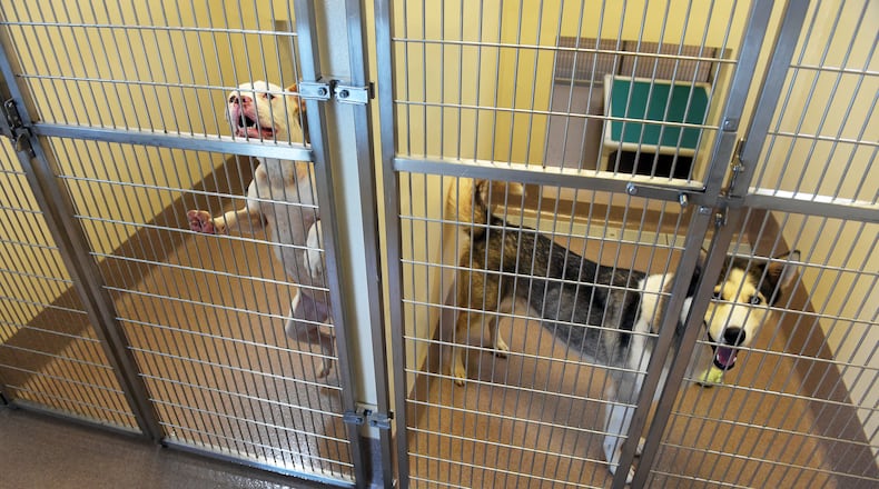 Dogs shown at the DeKalb County animal shelter in July.