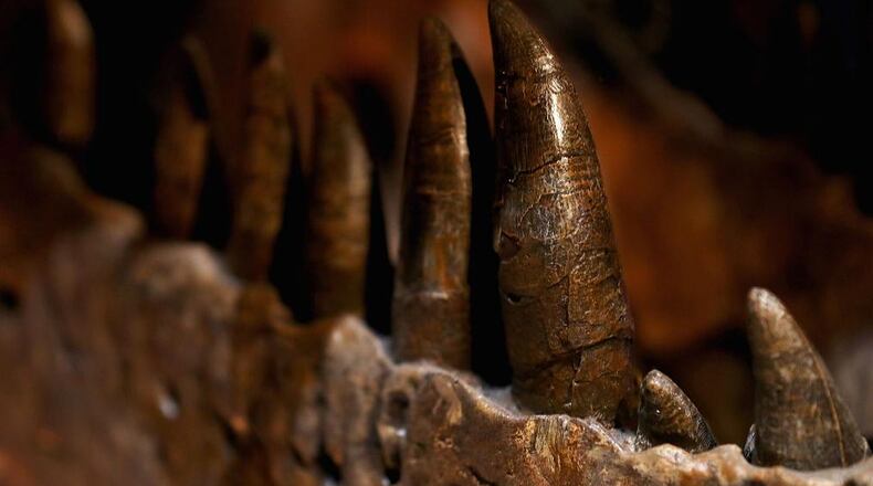 Wrokers at Dallas-Fort Worth International Airport found fossils last week that scientists believe are more than 11,000 years old.