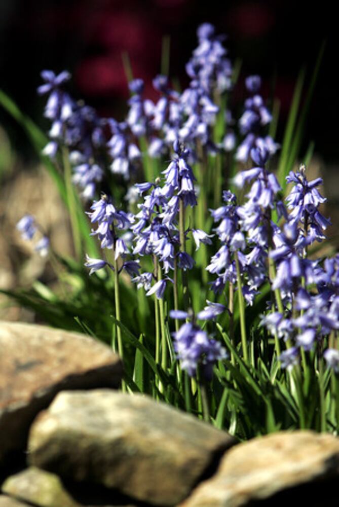 Quick course: What's blooming in metro Atlanta