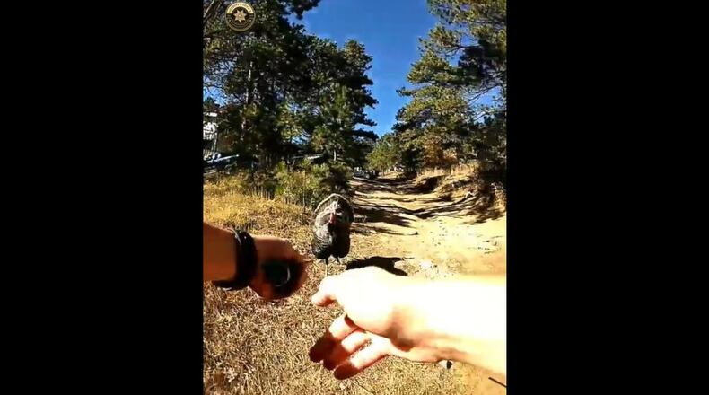 A deputy with the Jefferson County Sheriff's Office in Colorado uses her tactical baton to keep a wild turkey at bay earlier this month after the turkey began chasing her and another deputy. The turkey began following the deputies after one of them "gobbled" at him.