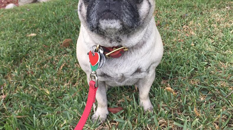 Someone walk me! (Solvej Schou via AP)