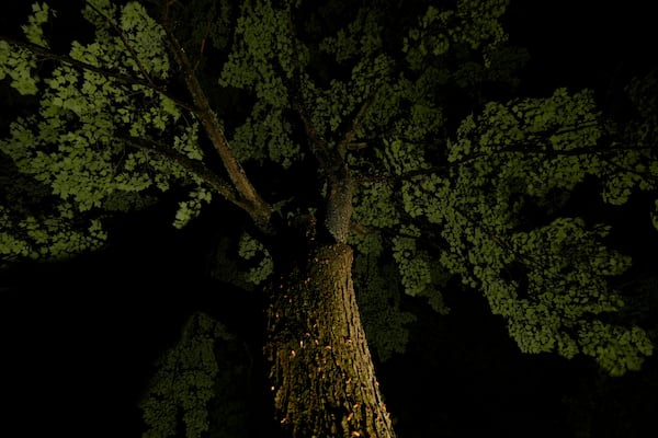 Periodical cicada nymphs climb the trunk of a maple tree to shed their nymphal skins after a heavy rain, Friday, May 16, 2025, in Cincinnati. (AP Photo/Carolyn Kaster)