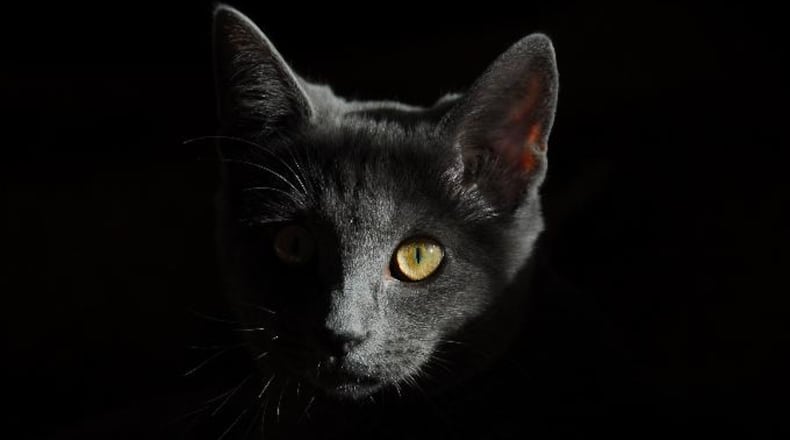 File photo of a cat.