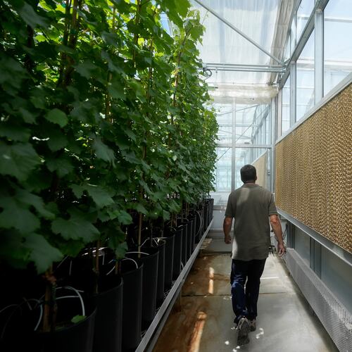 FILE - Bill Werner, lead greenhouse manager of the College of Agricultural and Environmental Sciences at the University of California Davis, walks between plants and evaporative cooling pads in a greenhouse at the Core Greenhouse Complex on the campus in Davis, Calif., May 20, 2024. (AP Photo/Jeff Chiu, File)