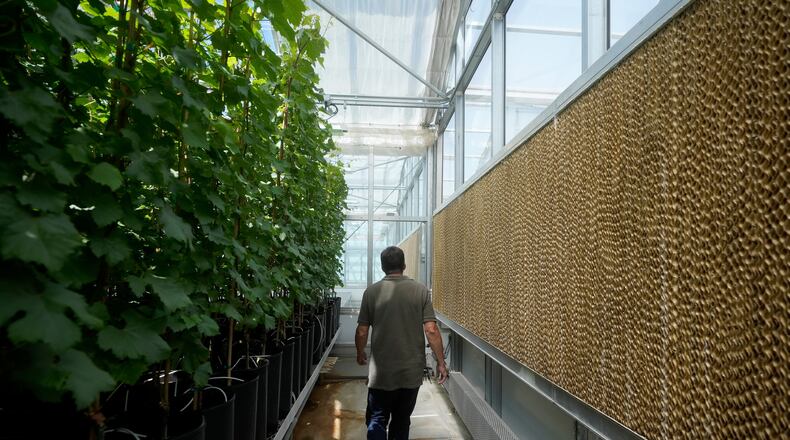 FILE - Bill Werner, lead greenhouse manager of the College of Agricultural and Environmental Sciences at the University of California Davis, walks between plants and evaporative cooling pads in a greenhouse at the Core Greenhouse Complex on the campus in Davis, Calif., May 20, 2024. (AP Photo/Jeff Chiu, File)