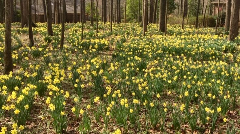 While Keep Smyrna Beautiful, Inc. will remain as a nonprofit, the city department of the same name will be changed to the Department of Environmental Services, beginning July 1. (Courtesy of Smyrna)