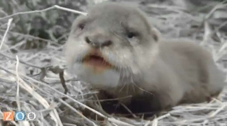 Scotter, an Asian small-clawed otter, was born Nov. 14 at the Jacksonville Zoo and Garden. (Photo: Screengrab via Jacksonville Zoo and Garden/Facebook)