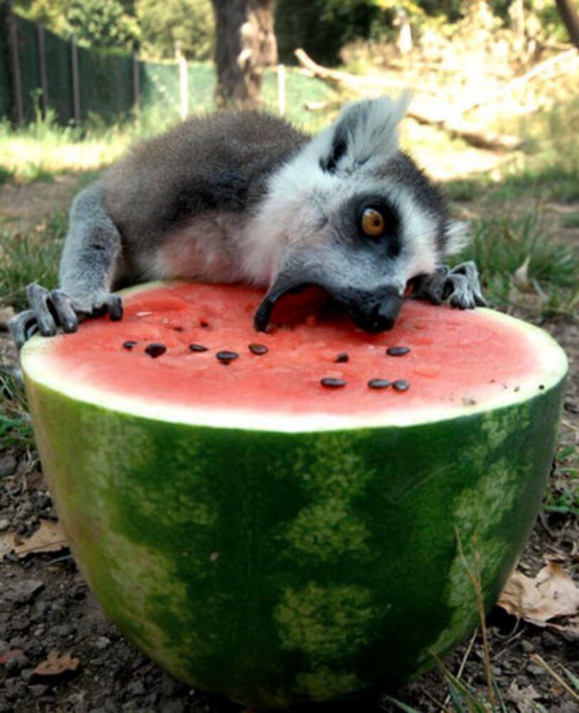 Animals use frozen fruit to cool down in Italy