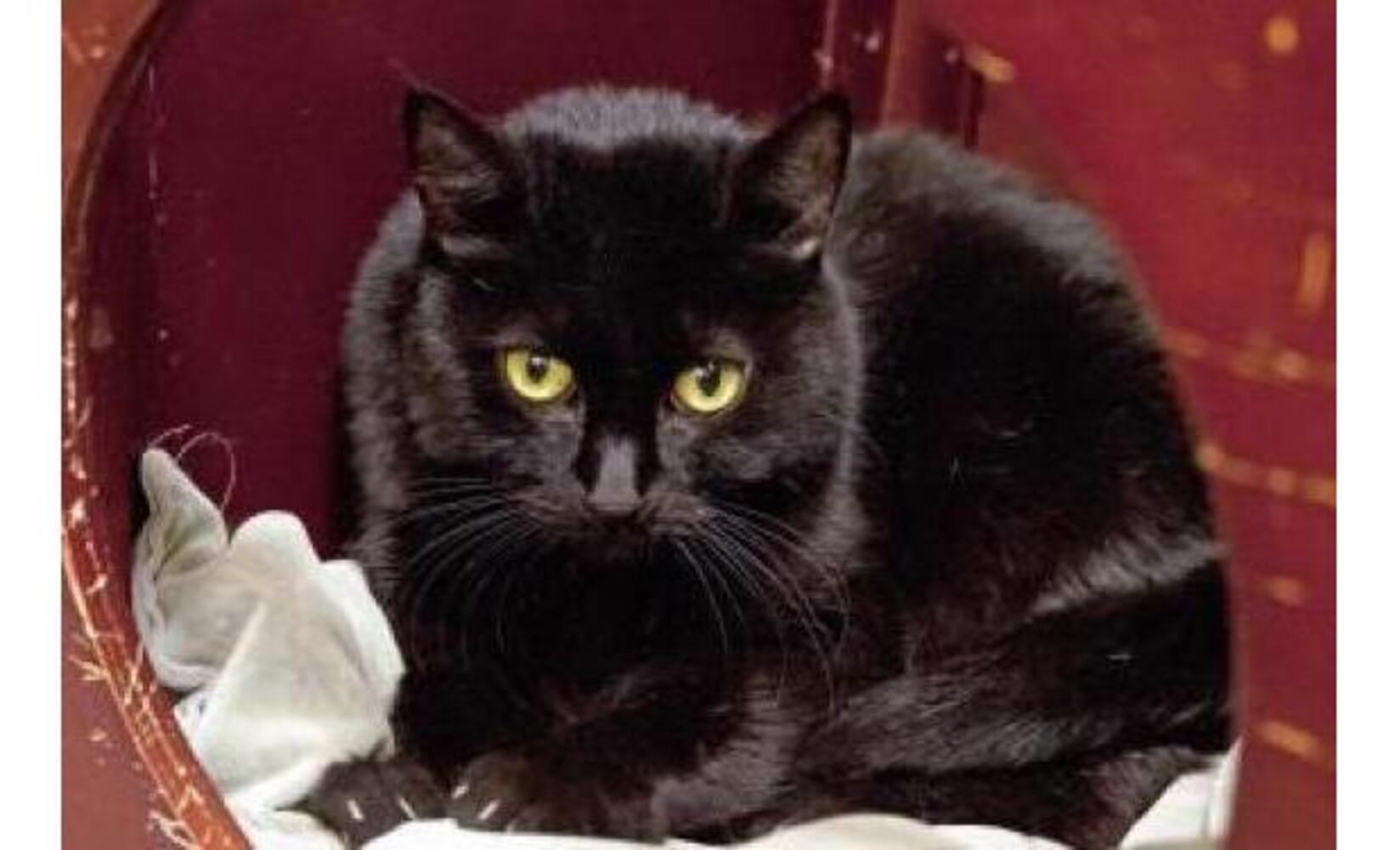 Black cats you can save on Friday the 13th
