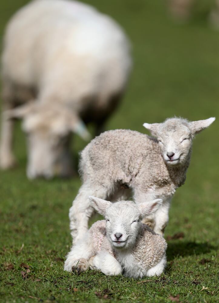 2014 cute animals