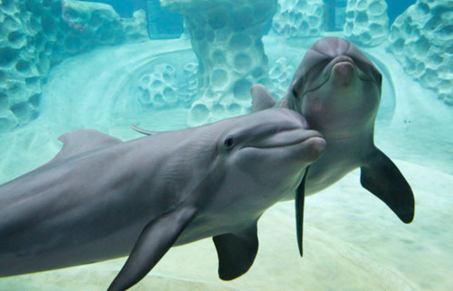 Dolphin exhibit at Georgia Aquarium opens in April