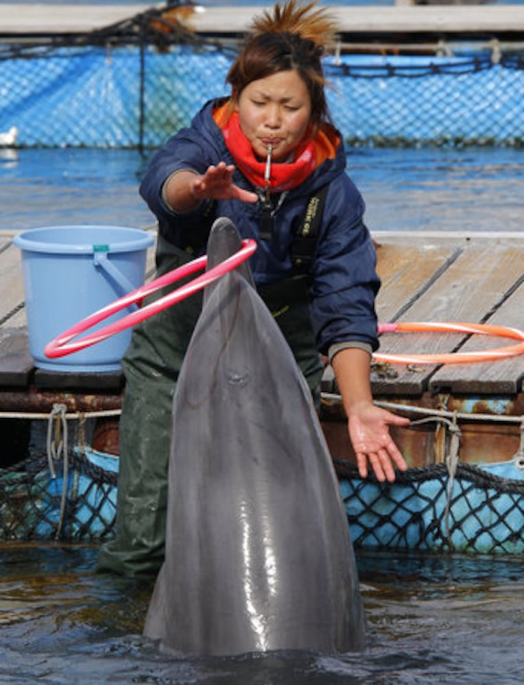 Japanese fishing village of Taiji thrust into spotlight