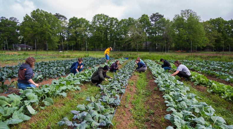 Emory currently has a food purchase agreement with Oxford College organic farm, an 11-acre farm that produces 25,000 pounds of food for Emory dining halls, CSAs and farmers markets each year. The university has announced a new partnership with the Conservation Fund’s Working Farms Fund to purchase food from farmers in the program, which is expected to launch next year. CONTRIBUTED BY KAY HINTON