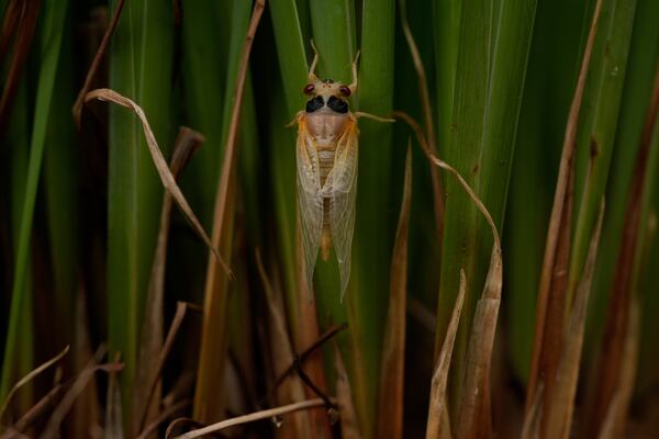 An adult periodical cicada, shortly after shedding its nymphal skin, climbs up the leaves of an iris flower, Friday, May 16, 2025, in Cincinnati. (AP Photo/Carolyn Kaster)