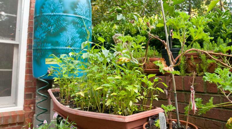 A rain barrel collects water for a garden in Roswell.