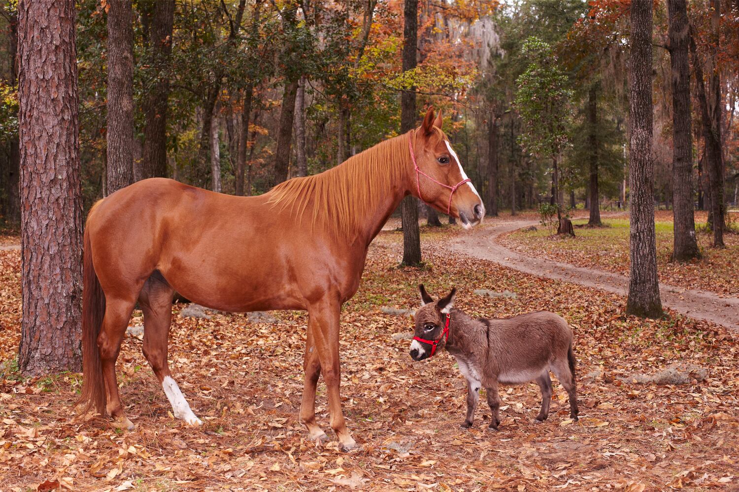 Shortest donkey