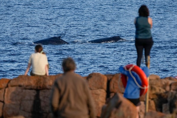 FILE - Spectators watch as whales swim past at Boat Harbour north of Sydney, Australia, on June 12, 2023. (AP Photo/Mark Baker, File)