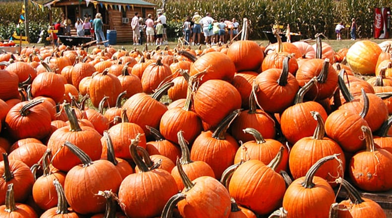 The pumpkins overflow at Uncle Shuck’s Corn Maze and Pumpkin Patch in Dawsonville. CONTRIBUTED