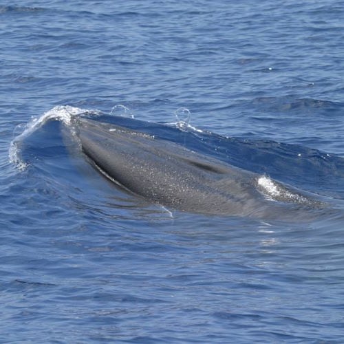 This photo provided by NOAA Fisheries shows a Rice’s whale at the surface in the Gulf of Mexico. (NOAA Fisheries (Permit #779-1633) via AP)