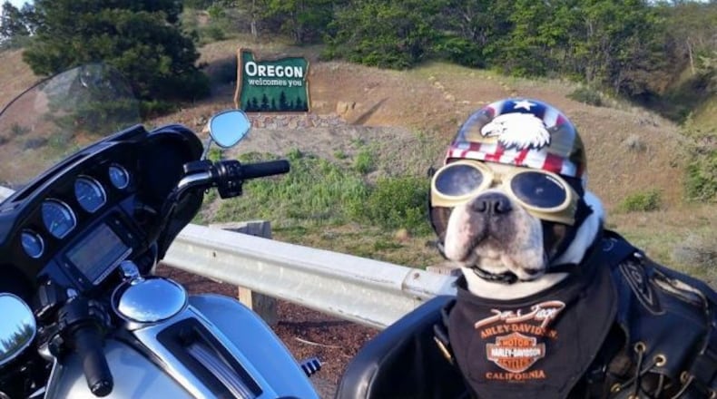 Photo credit: Facebook / Chopper the Biker Dog