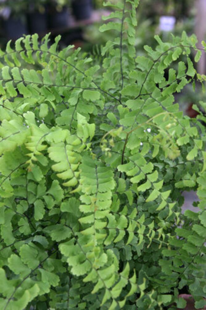 10 Hardy Ferns