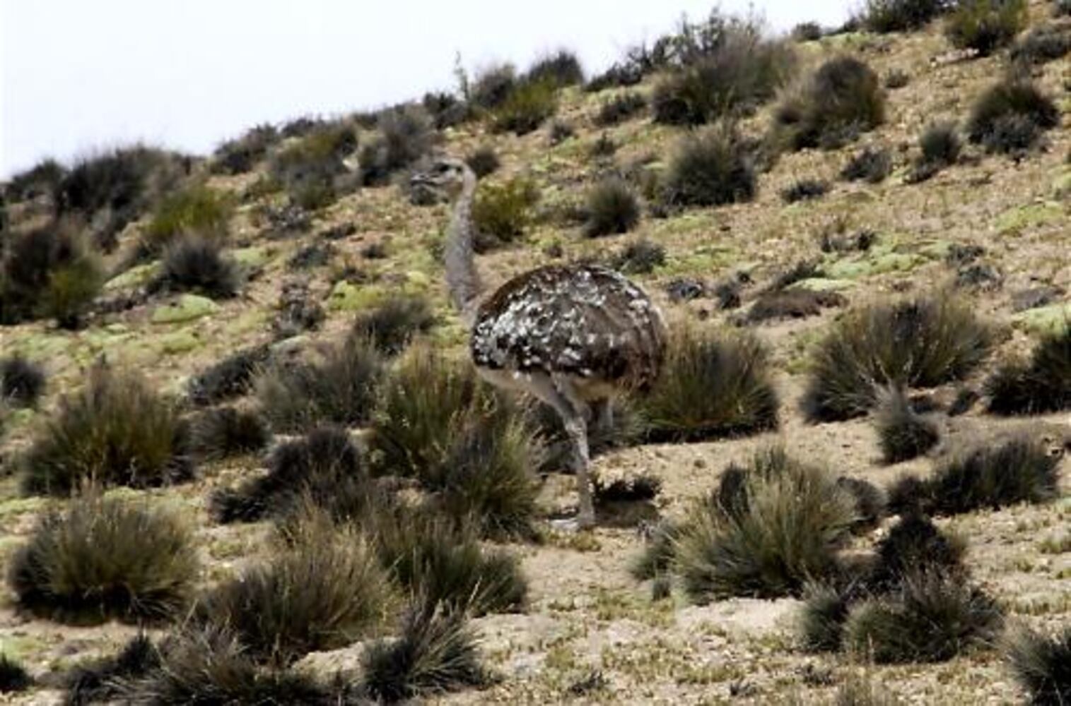 Touring Chile: An ancient land rich in culture and mystique