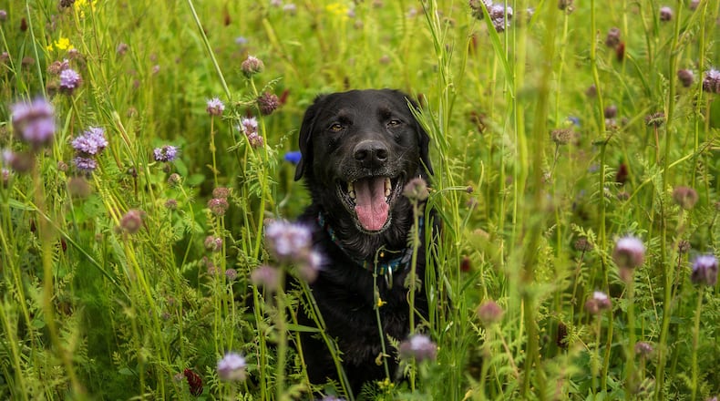 A litter of puppies rescued from a remote island in the middle of a lake in Canada have been named after characters of the TV show "Gilligan's Island.'