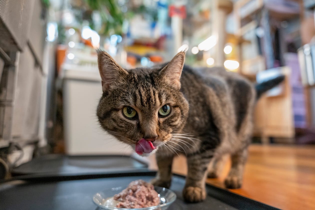 Pets are not for everyone, whether due to cost or fear, but welcoming one into your life may bring a range of benefits. (Gavin Doran/The New York Times)