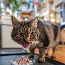 Pets are not for everyone, whether due to cost or fear, but welcoming one into your life may bring a range of benefits. (Gavin Doran/The New York Times)