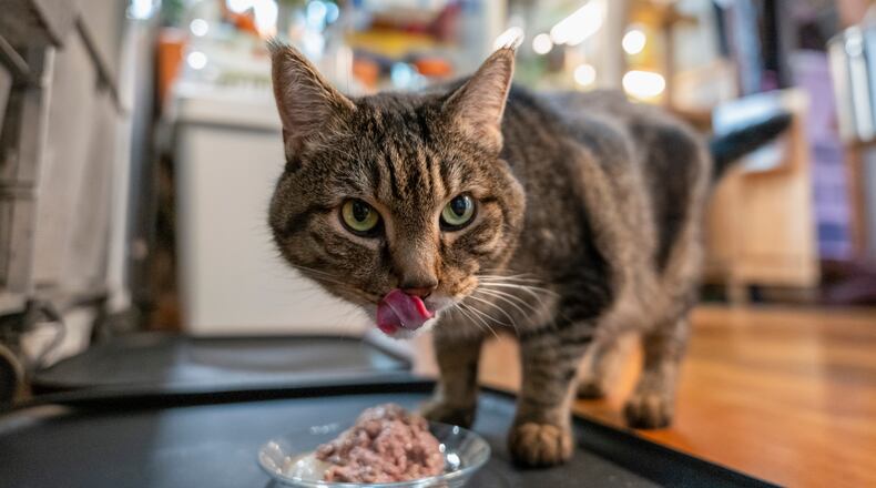 Pets are not for everyone, whether due to cost or fear, but welcoming one into your life may bring a range of benefits. (Gavin Doran/The New York Times)
