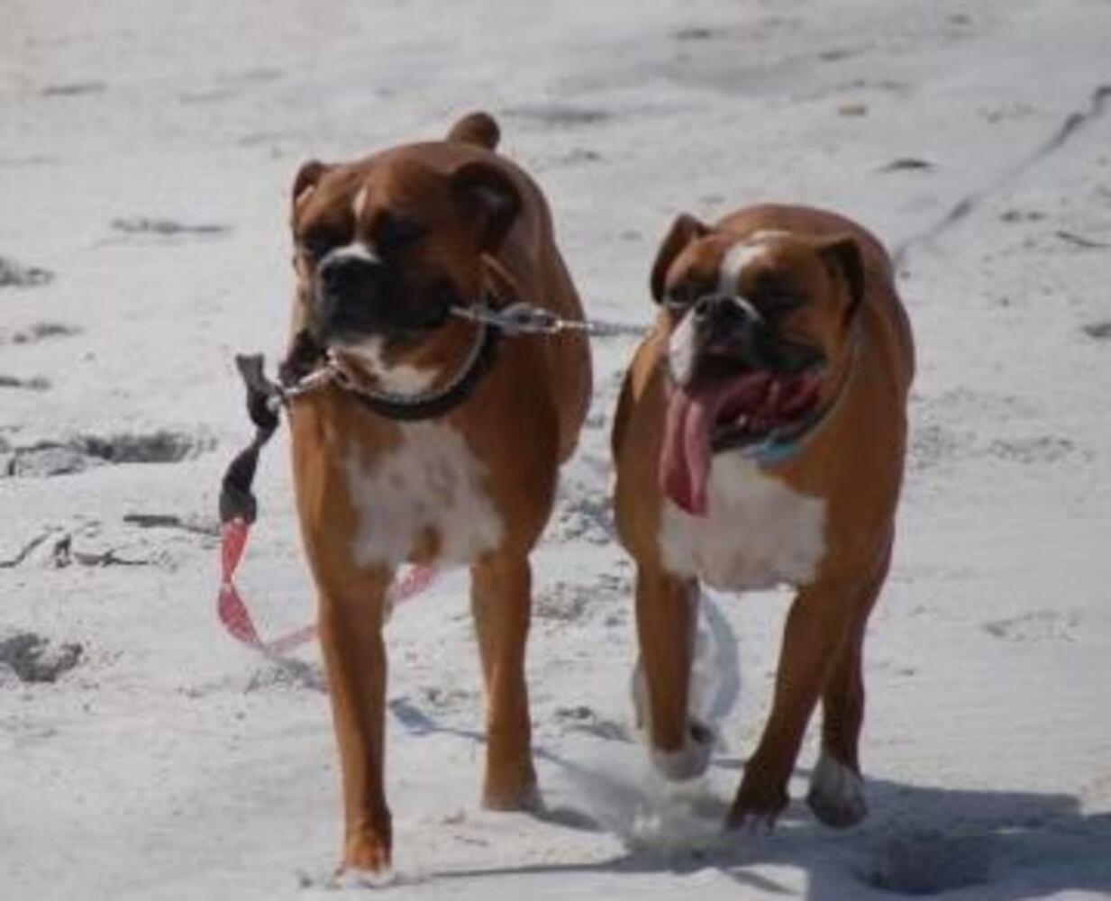 Atlanta's Top Dogs: 5. Boxers