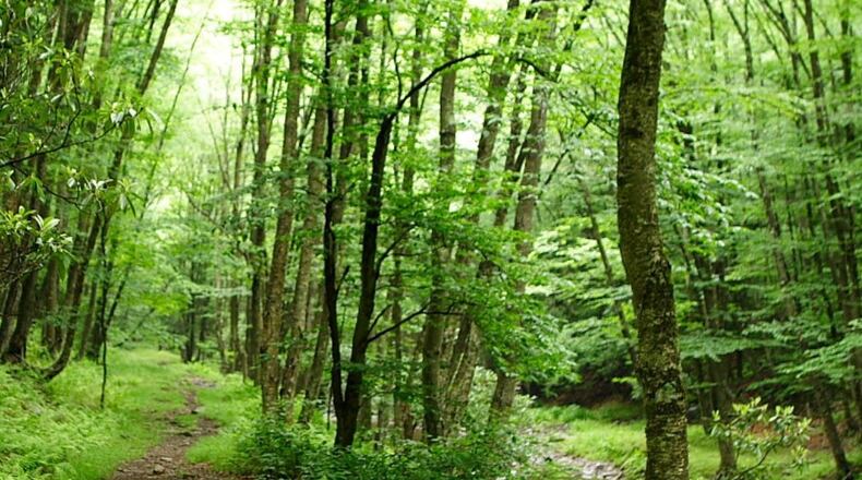 For $5 each, participants can learn how to be better conservationists during Woodstock's Leave No Trace Awareness Workshop on March 24. (Courtesy of Woodstock)