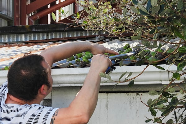 A man rakes feijoas from the roof of his shed in Wellington, New Zealand, Sunday, May 11, 2025. (AP Photo/Charlotte Graham-McLay)