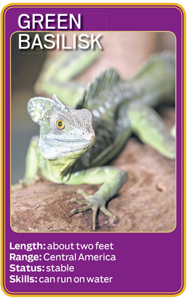 Zoo Atlanta's new reptiles