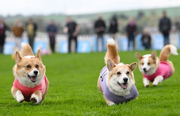 Participants take part in the Corgi Derby at Musselburgh Racecourse, Musselburgh, Scotland, Saturday, April 19, 2025, as part of its Easter Saturday race day celebration. (Lesley Martin/PA via AP)