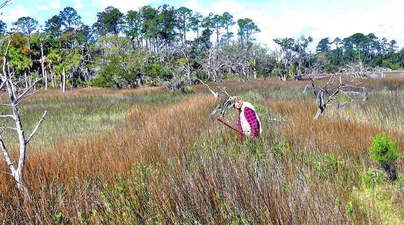 Bobby Hattaway, one of Georgia's top field botanists, examines some plants in a salt marsh at Skidaway Island State Park on Georgia's coast. The trip to the marsh was one of the field outings last weekend at the Georgia Botanical Society's Spring Wildflower Pilgrimage. (Charles Seabrook for The Atlanta Journal-Constitution)